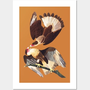 Caracara Eagles No. 2 Posters and Art